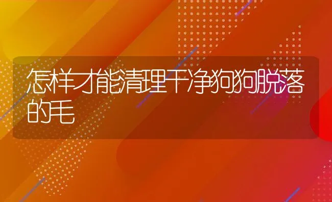 怎样才能清理干净狗狗脱落的毛 | 宠物猫