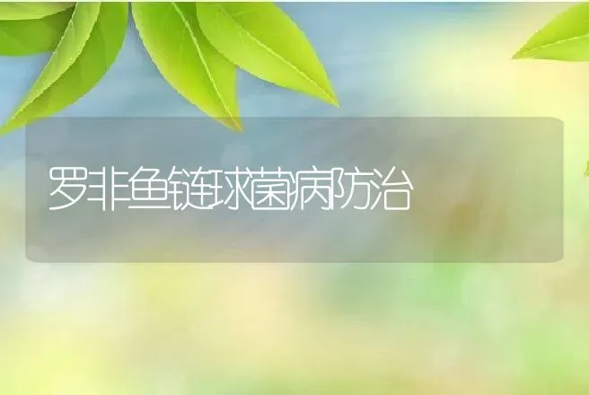 罗非鱼链球菌病防治 | 动物养殖