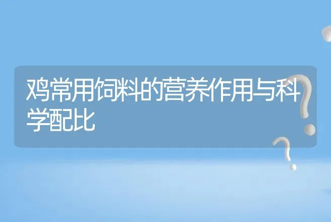 鸡常用饲料的营养作用与科学配比 | 动物养殖