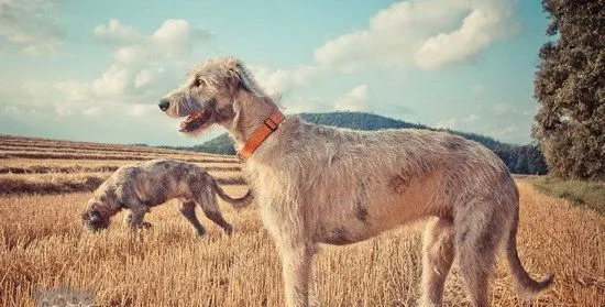 爱尔兰猎狼犬感冒吃什么药 爱尔兰猎狼犬感冒照顾方法 | 宠物病虫害防治