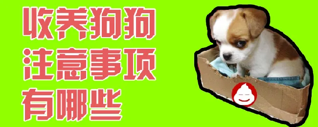 收养狗狗注意事项有哪些 | 宠物病虫害防治