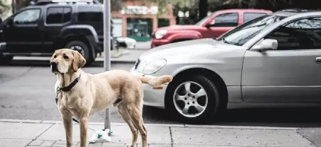 导盲犬进海底捞，配吗？ | 宠物新闻资讯