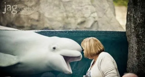 好奇鲸宝宝萌萌哒的瞬间 | 水族宠物图片