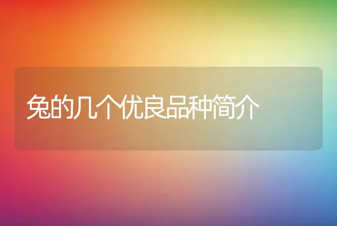 兔的几个优良品种简介 | 动物养殖