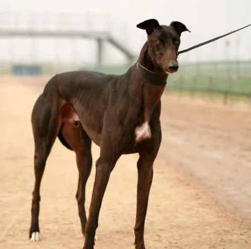 灵缇犬的三个阶段该如何饲养？ | 宠物狗饲养