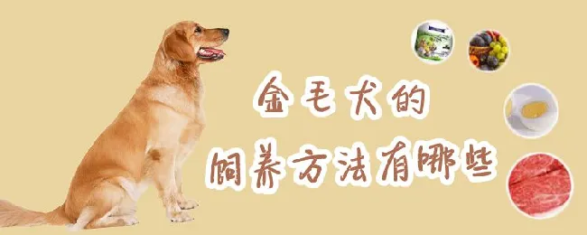 金毛犬的饲养方法有哪些 | 宠物病虫害防治