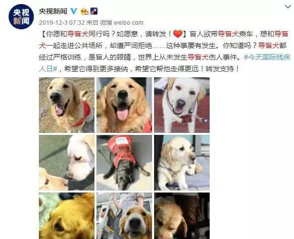 导盲犬进海底捞，配吗？ | 宠物新闻资讯