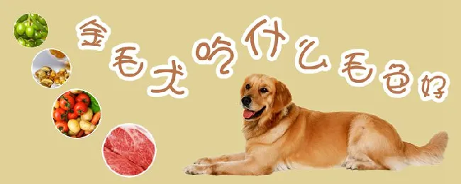 金毛犬吃什么毛色好 | 宠物病虫害防治