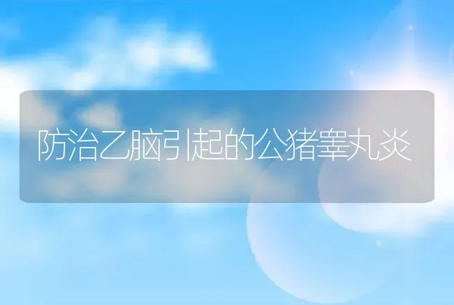 防治乙脑引起的公猪睾丸炎 | 动物养殖