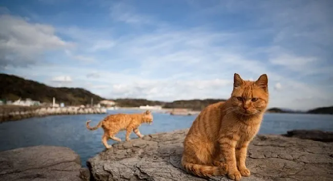 放养猫咪潜在的六大危害 | 宠物猫饲养