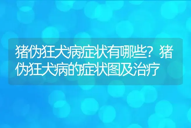 猪伪狂犬病症状有哪些？猪伪狂犬病的症状图及治疗 | 兽医知识大全