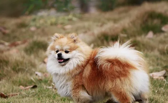 博美服从性训练 让博美犬听话的方法 | 宠物狗训练技巧