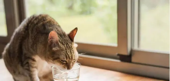 养宠心得 | 你真的知道如何给宠物喝水吗？ | 宠物猫饲养