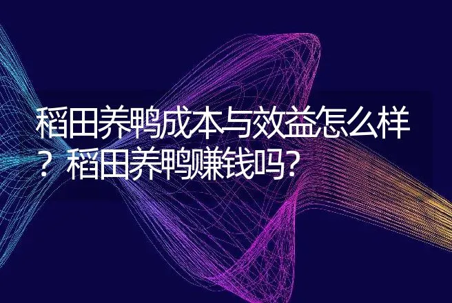 稻田养鸭成本与效益怎么样？稻田养鸭赚钱吗？ | 养殖致富