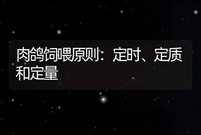 肉鸽饲喂原则：定时、定质和定量 | 家禽养殖