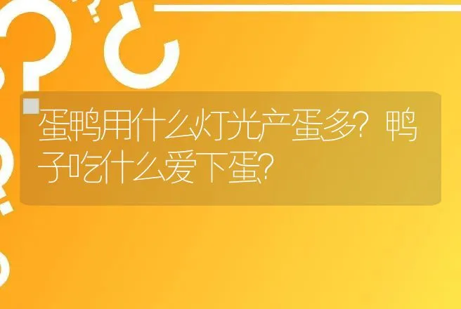 蛋鸭用什么灯光产蛋多？鸭子吃什么爱下蛋？ | 家禽养殖