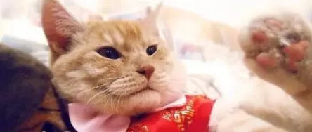 猫咪吃东西后呕吐是怎么回事? 猫咪呕吐怎么办? | 宠物狗病虫害防治