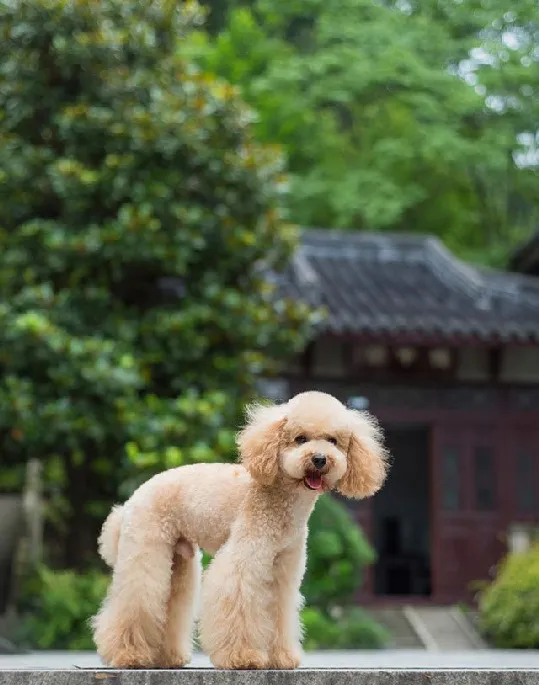 泰迪控专属|一组泰迪犬高清写真图片 | 宠物狗图片