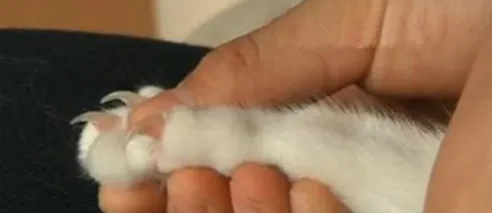 猫咪突然抓人的原因分析,如何正确撸猫? | 宠物猫训练