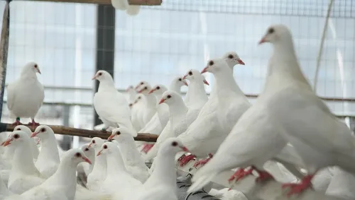 肉鸽养殖中童鸽的选育与饲养 | 鸽子养殖技术