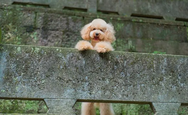 泰迪控专属|一组泰迪犬高清写真图片 | 宠物狗图片