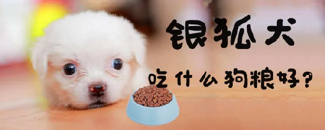 银狐犬吃什么狗粮好 | 宠物病虫害防治