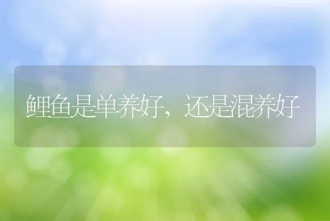 淡水青虾养殖技术渔业 | 动物养殖