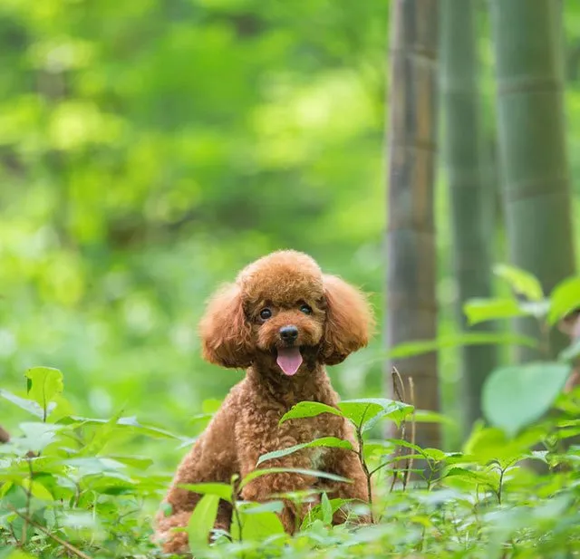 泰迪控专属|一组泰迪犬高清写真图片 | 宠物狗图片