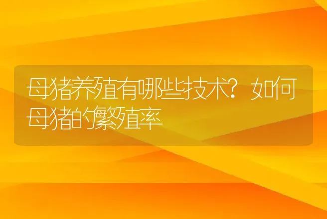 母猪养殖有哪些技术?如何母猪的繁殖率 | 家畜养殖