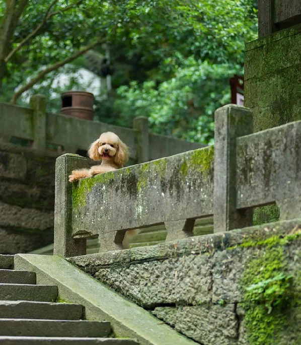 泰迪控专属|一组泰迪犬高清写真图片 | 宠物狗图片