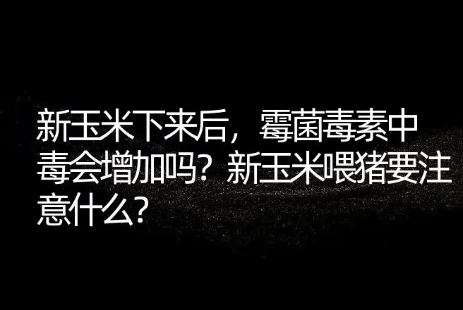 新玉米下来后，霉菌毒素中毒会增加吗？新玉米喂猪要注意什么？ | 家畜养殖