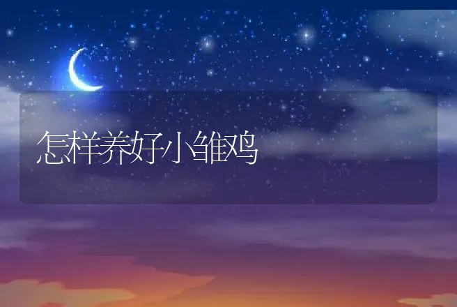 怎样养好小雏鸡 | 动物养殖