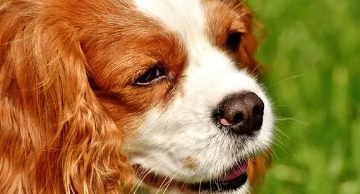 阿拉斯加能不能打骂,阿拉斯加犬不听话怎么办 | 宠物百科知识