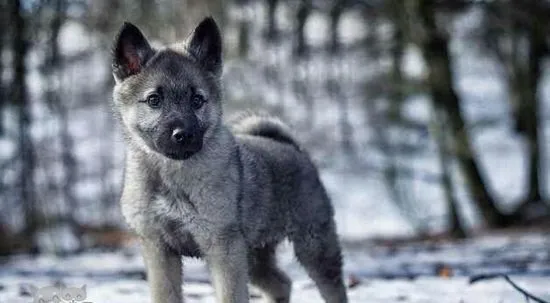 挪威猎鹿犬怎么美容 挪威猎鹿犬美容方法 | 宠物病虫害防治