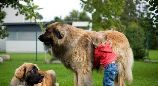 兰波格犬吃什么好 兰波格犬狗粮选择推荐 | 宠物病虫害防治