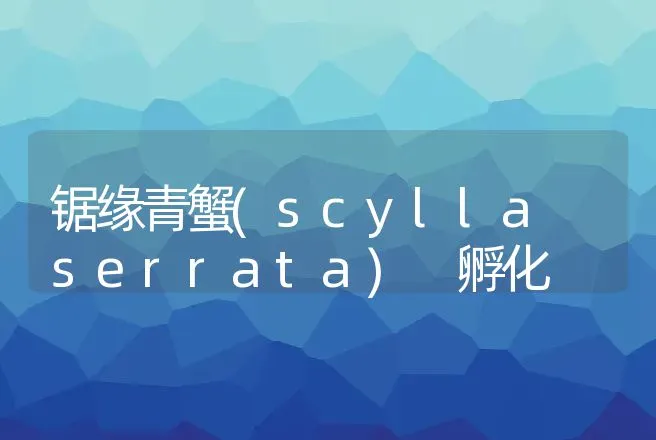 锯缘青蟹(scylla serrata) 孵化 | 动物养殖