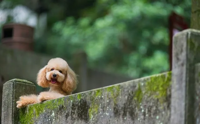 泰迪控专属|一组泰迪犬高清写真图片 | 宠物狗图片