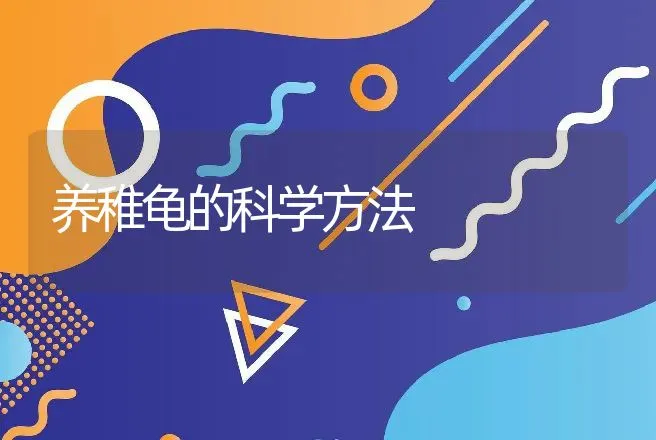 养稚龟的科学方法 | 动物养殖