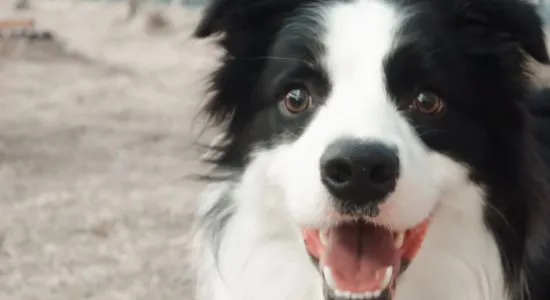 边牧犬如何训练 | 宠物训练技巧