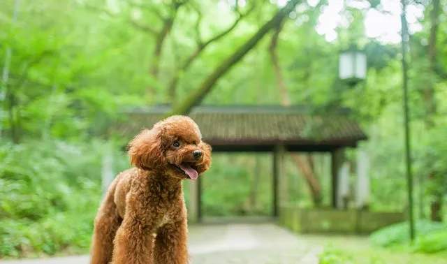 泰迪控专属|一组泰迪犬高清写真图片 | 宠物狗图片