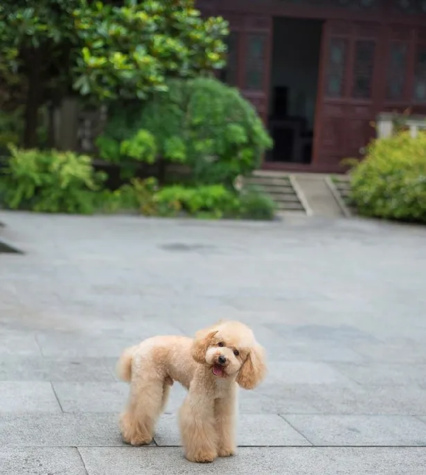 泰迪控专属|一组泰迪犬高清写真图片 | 宠物狗图片