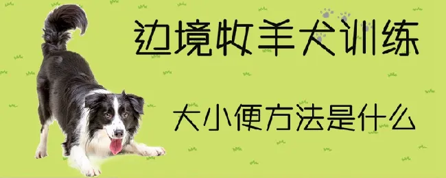 边境牧羊犬训练大小便方法是什么 | 宠物训练技巧