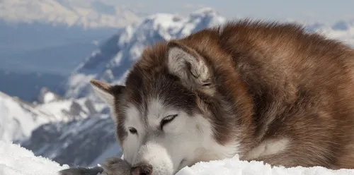 阿拉斯加雪橇犬洗澡方法 给狗狗洗澡前的准备 | 宠物训练技巧