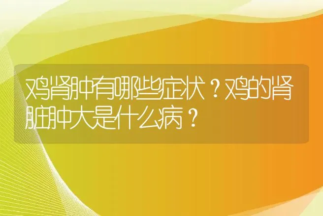 鸡肾肿有哪些症状？鸡的肾脏肿大是什么病？ | 兽医知识大全