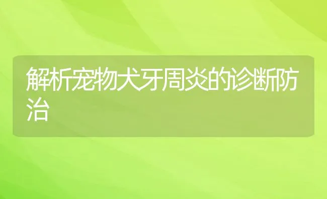 解析宠物犬牙周炎的诊断防治 | 宠物猫