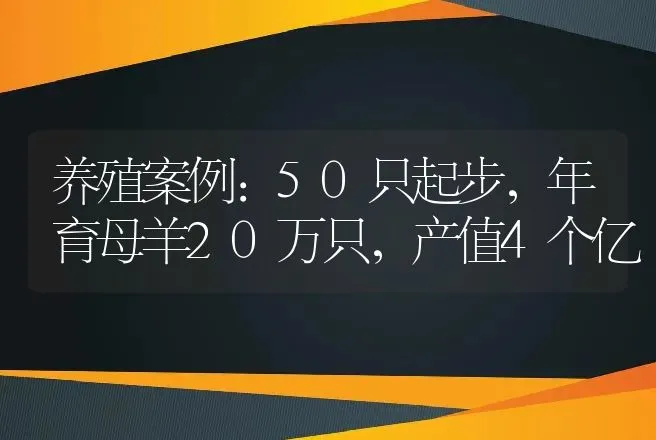 养殖案例：50只起步，年育母羊20万只，产值4个亿 | 家畜养殖