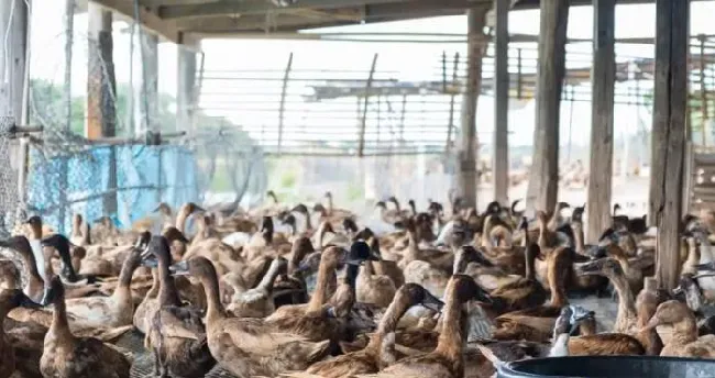 蛋鸭球虫病有何症状？怎么治？治疗方法详解 | 鸭养殖技术大全