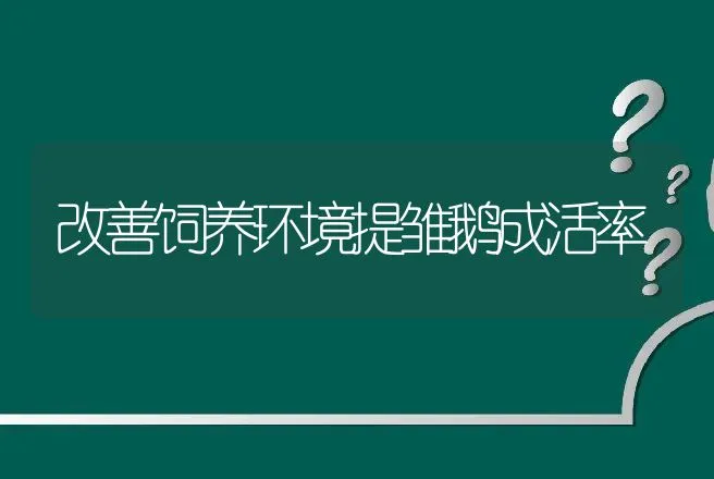 改善饲养环境提雏鹅成活率 | 动物养殖