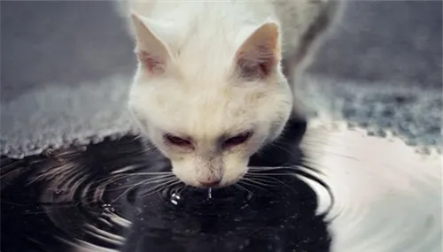 关于猫咪的那些饮水癖好 | 宠物喂养知识