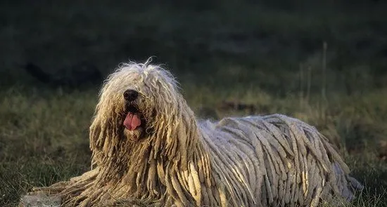 如何给可蒙犬剪指甲 可蒙犬剪指甲步骤流程 | 宠物病虫害防治